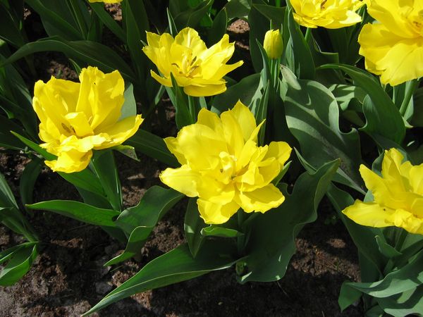 Peony tulips: photo, planting and care, varieties