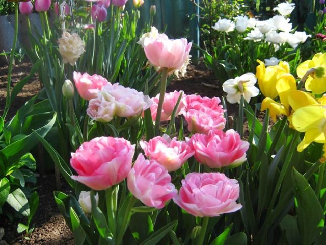 Peony tulips: photo, planting and care, varieties