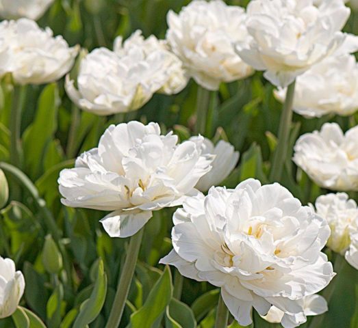 Peony tulips: photo, planting and care, varieties