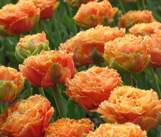 Peony tulips: photo, planting and care, varieties