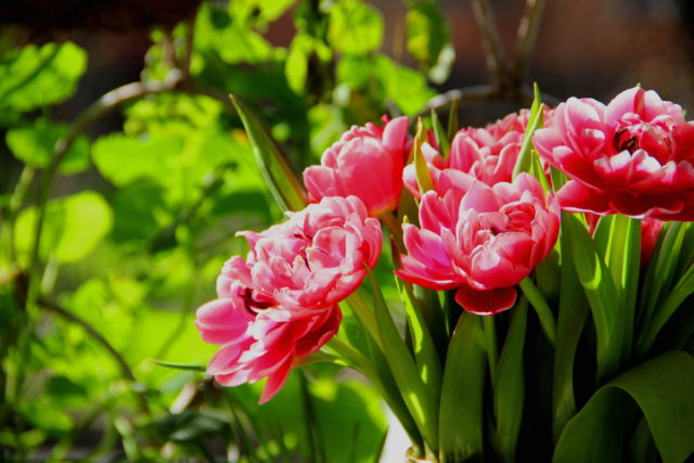 Peony tulips: photo, planting and care, varieties