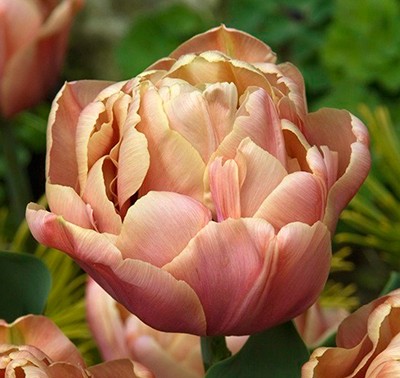 Peony tulips: photo, planting and care, varieties