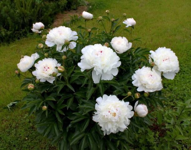 Peony white: photo, varieties with names and descriptions