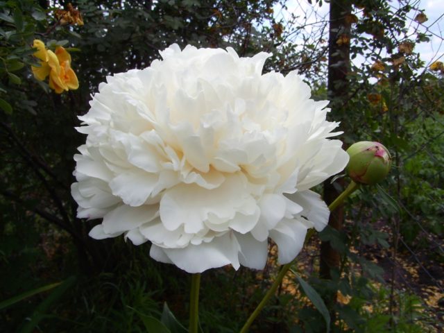 Peony white: photo, varieties with names and descriptions