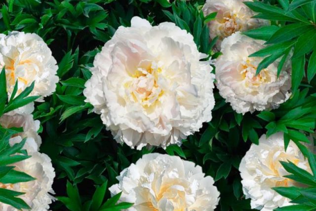 Peony white: photo, varieties with names and descriptions