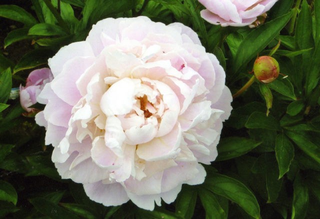 Peony white: photo, varieties with names and descriptions