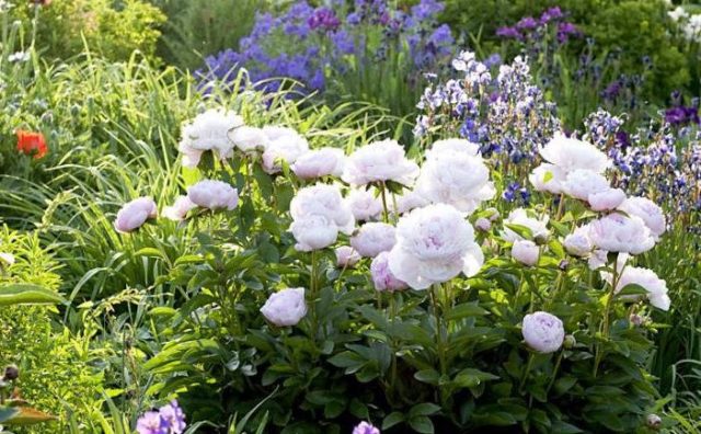 Peony white: photo, varieties with names and descriptions