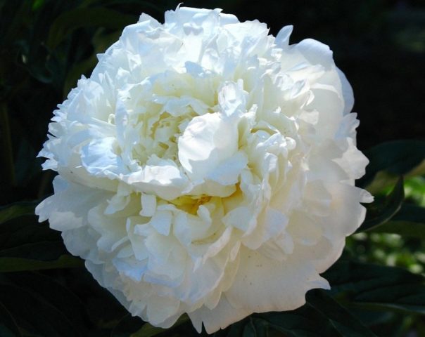 Peony white: photo, varieties with names and descriptions