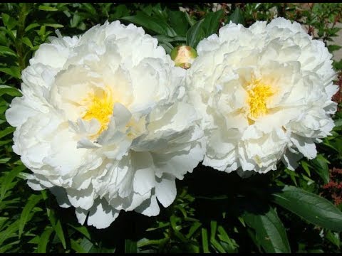 Peony white: photo, varieties with names and descriptions