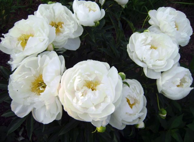 Peony white: photo, varieties with names and descriptions