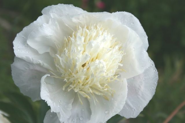 Peony white: photo, varieties with names and descriptions