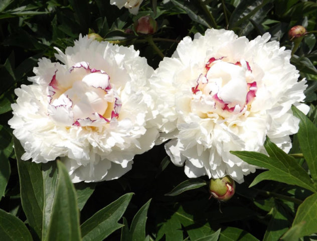 Peony white: photo, varieties with names and descriptions