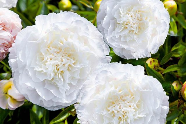 Peony white: photo, varieties with names and descriptions