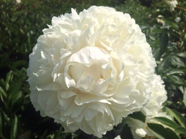 Peony white: photo, varieties with names and descriptions