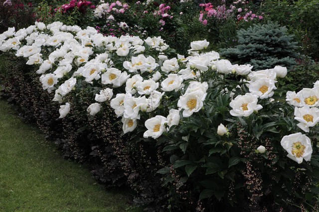 Peony white: photo, varieties with names and descriptions