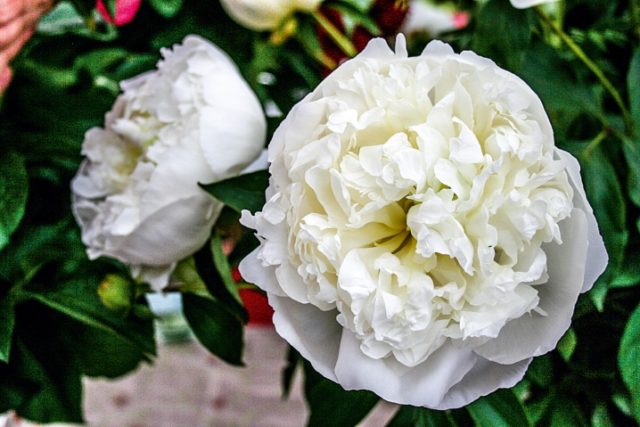 Peony white: photo, varieties with names and descriptions