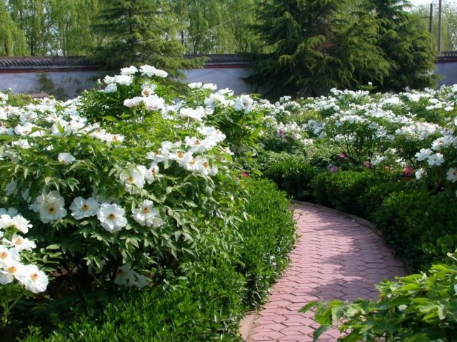 Peony white: photo, varieties with names and descriptions