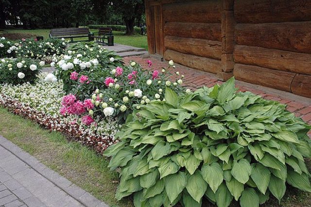 Peony white: photo, varieties with names and descriptions