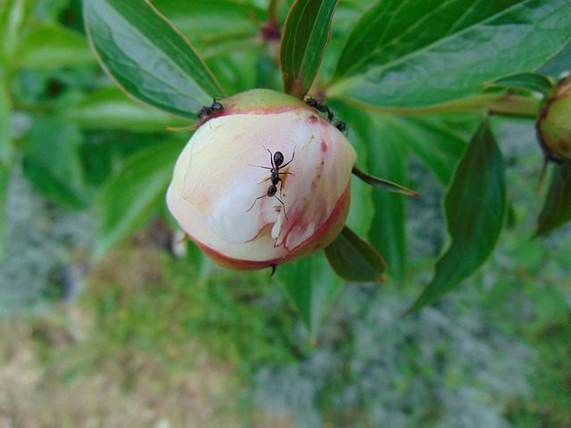 Peony white: photo, varieties with names and descriptions