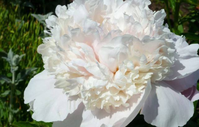 Peony white: photo, varieties with names and descriptions