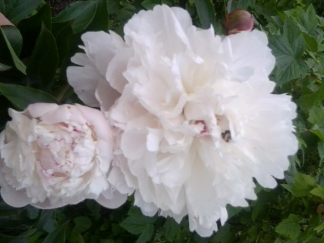 Peony white: photo, varieties with names and descriptions