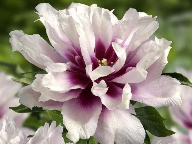 Peony white: photo, varieties with names and descriptions