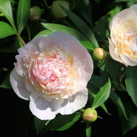 Peony white: photo, varieties with names and descriptions