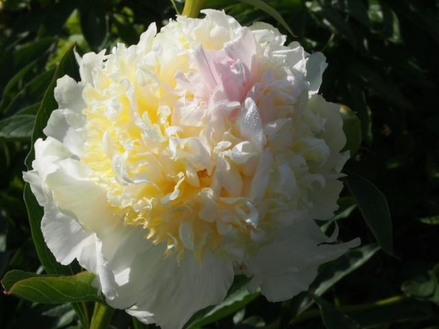 Peony white: photo, varieties with names and descriptions