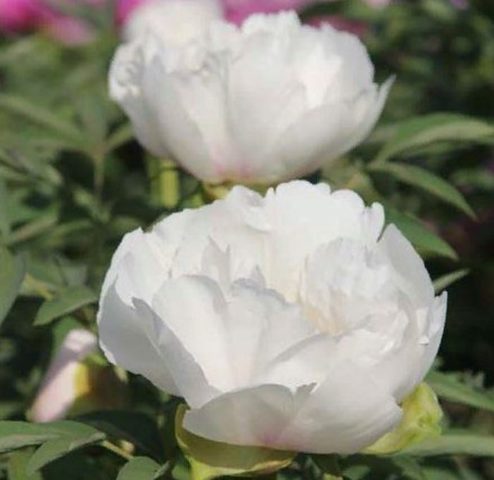 Peony white: photo, varieties with names and descriptions