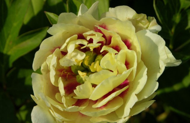 Peony Yellow Crown (Yellow Crown): photo and description, reviews