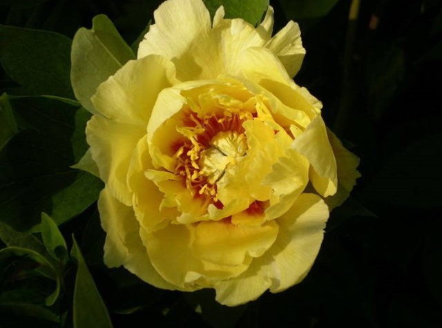 Peony Yellow Crown (Yellow Crown): photo and description, reviews