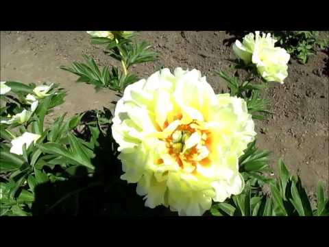 Peony Yellow Crown (Yellow Crown): photo and description, reviews