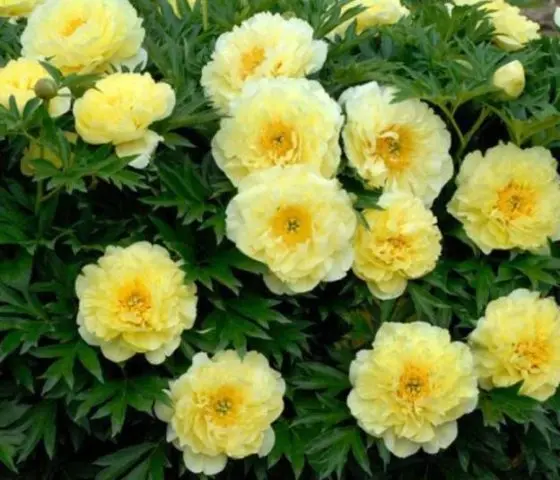 Peony yellow: photo and description of varieties