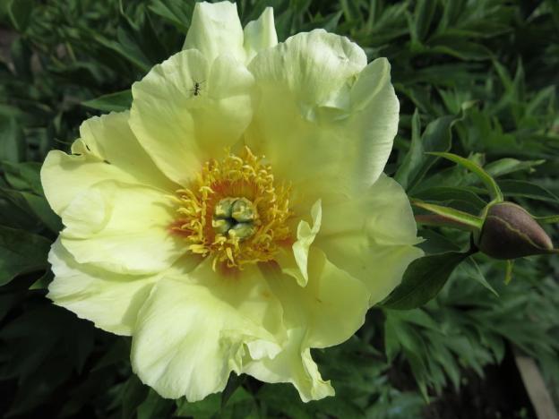 Peony yellow: photo and description of varieties