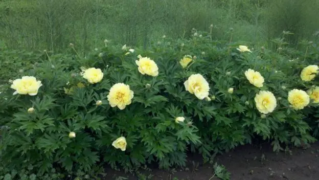 Peony yellow: photo and description of varieties