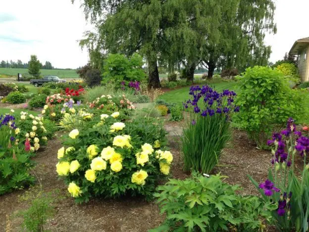 Peony yellow: photo and description of varieties