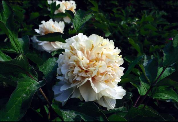 Peony yellow: photo and description of varieties