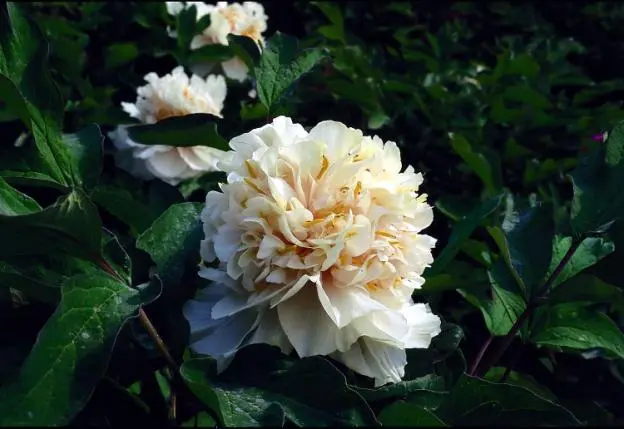 Peony yellow: photo and description of varieties