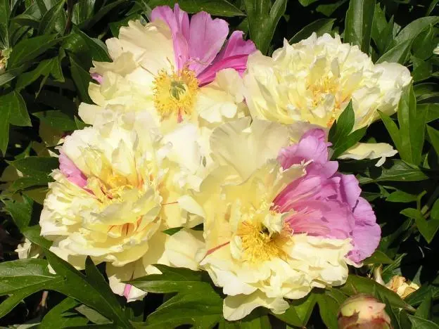 Peony yellow: photo and description of varieties