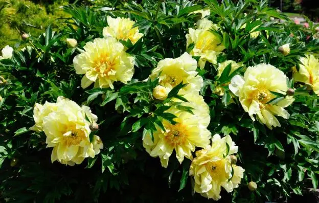 Peony yellow: photo and description of varieties