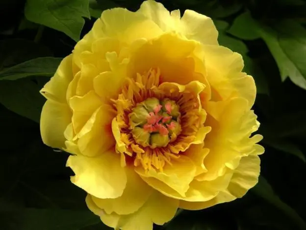 Peony yellow: photo and description of varieties