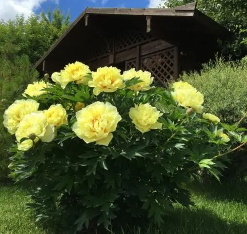 Peony yellow: photo and description of varieties