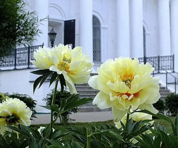 Peony yellow: photo and description of varieties