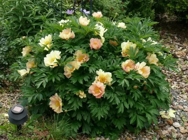 Peony yellow: photo and description of varieties