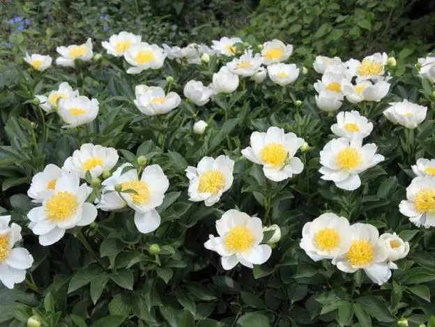 Peony yellow: photo and description of varieties