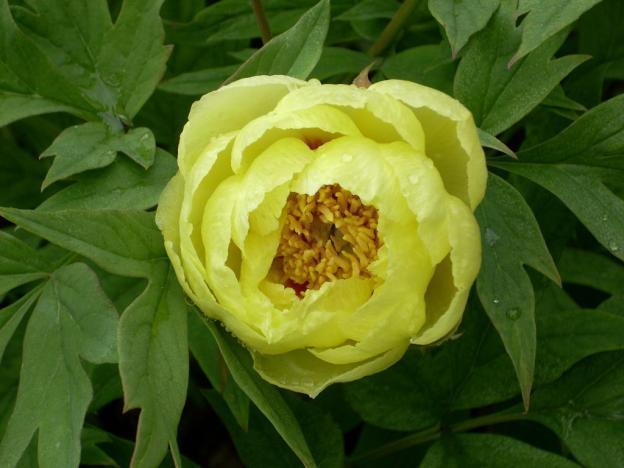 Peony yellow: photo and description of varieties