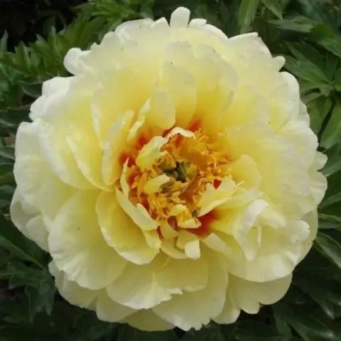 Peony yellow: photo and description of varieties