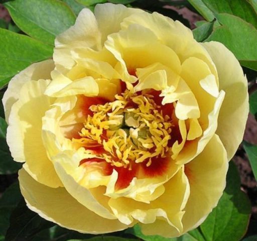 Peony yellow: photo and description of varieties