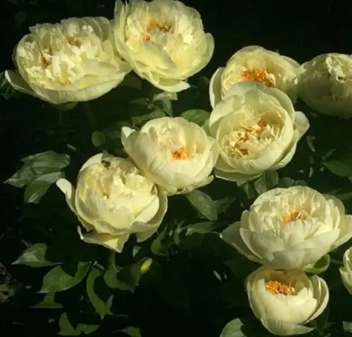 Peony yellow: photo and description of varieties