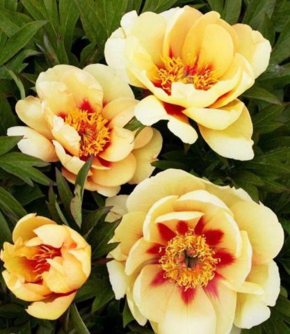 Peony yellow: photo and description of varieties